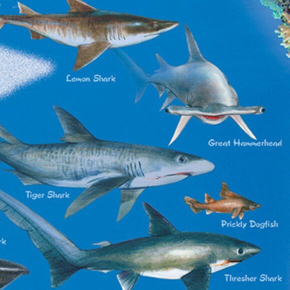 New sealed Eurographics 100pcs Puzzle-- Sharks - Picture 5 of 13